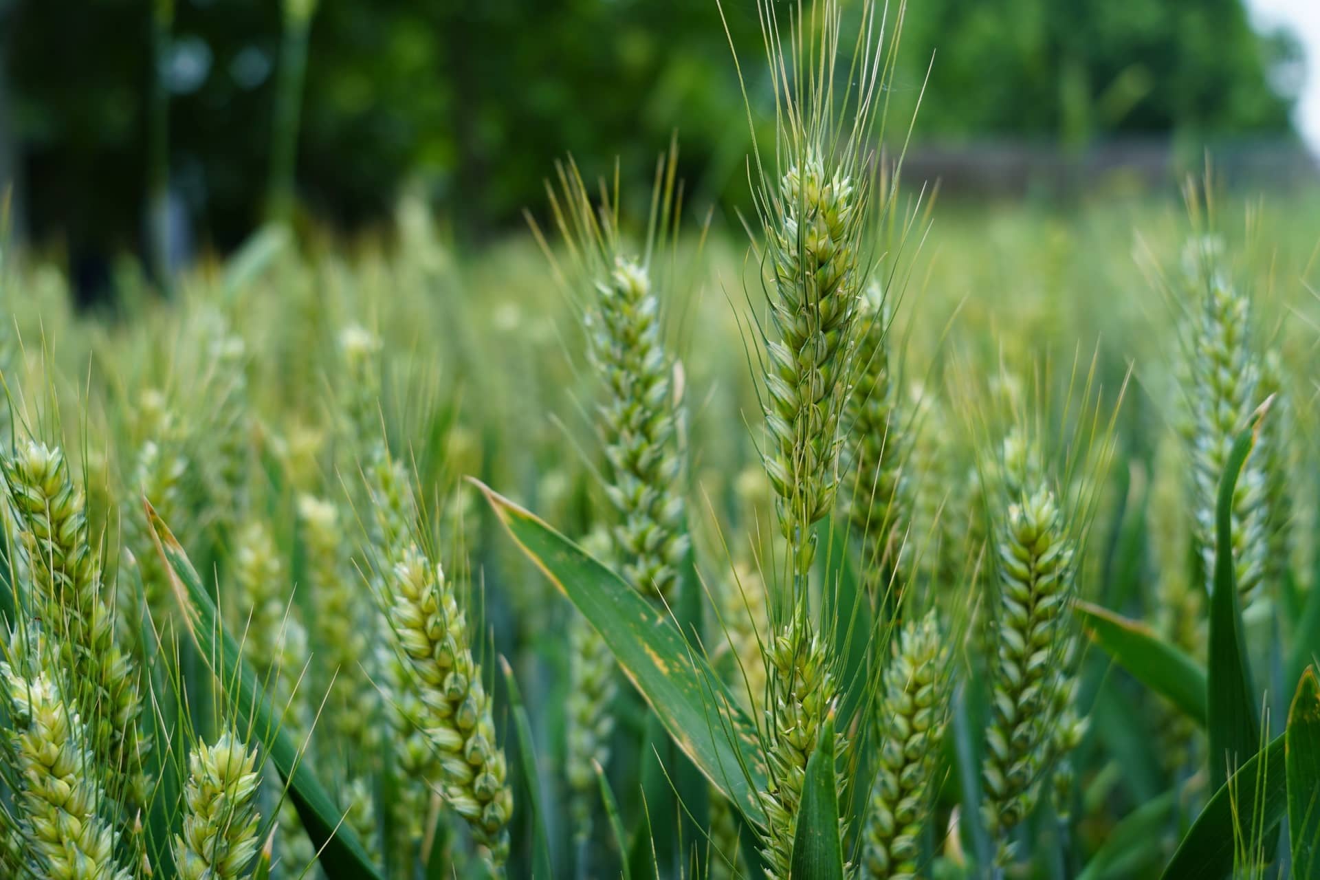 郑州新奇中学“招标”开始啦