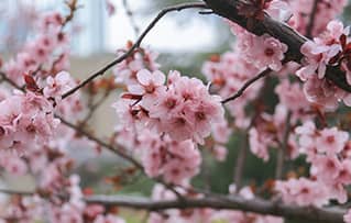 春日限定｜新奇“花草”图鉴～